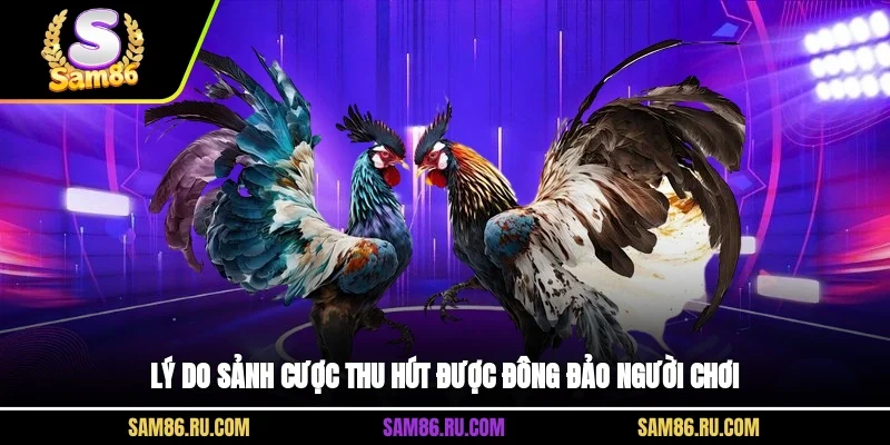 Lý do sảnh cược thu hút được đông đảo người chơi